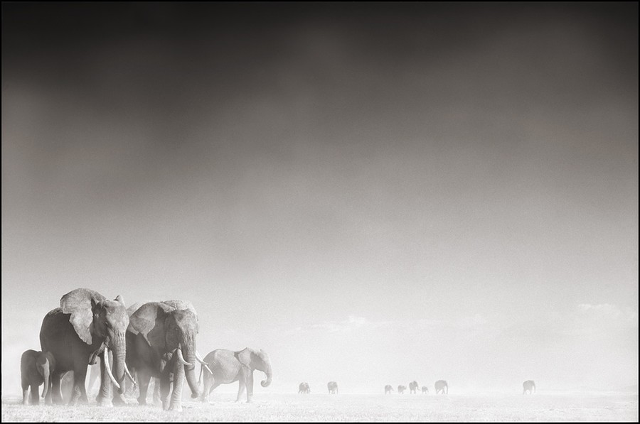 elephant Nick brandt photo